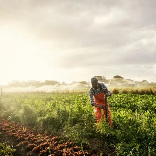 thumbnail for publication: Crop Water Use and Irrigation Scheduling Guide for North Florida